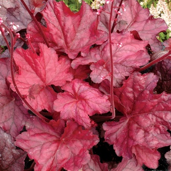 Heuchera ''Fire Chief'' PP21880 (Coral Bells) - Front & Center™ Fire Chief