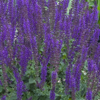 Salvia x sylvestris - 'May Night'