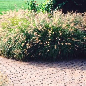 Pennisetum alopecuroides 'Hameln' - Dwarf Fountain Grass
