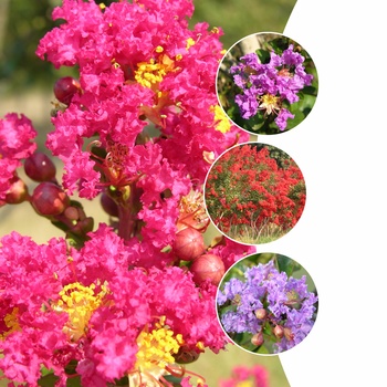 Multiple Varieties - Lagerstroemia - Crepe Myrtle