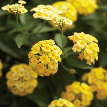 Lantana camara - Luscious® Lemonade