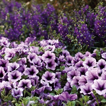 Petunia hybrid - Supertunia® Bordeaux™