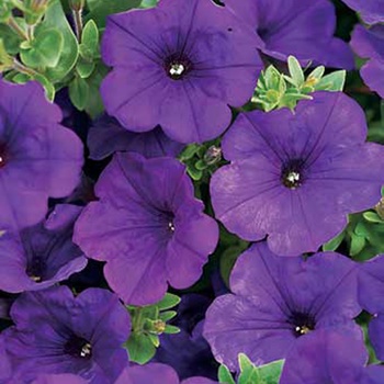 Petunia hybrid - Supertunia® Royal Velvet®