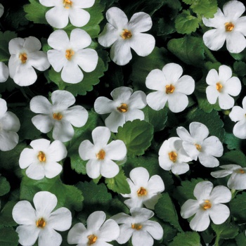 Sutera cordata - Snowstorm® Giant Snowflake®