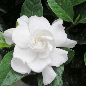 Gardenia jasminoides 'Aimee' - Gardenia Tree