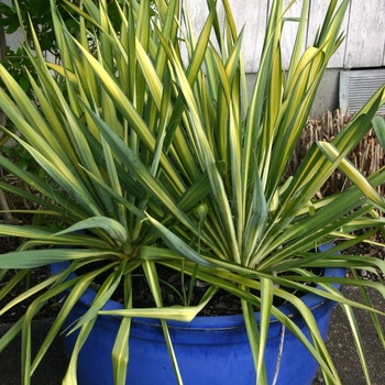 Yucca filamentosa 'Color Guard' - Yucca 'Color Gaurd'