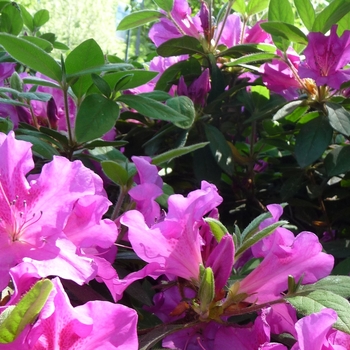 Rhododendron hybrid - Encore® Autumn Royalty®