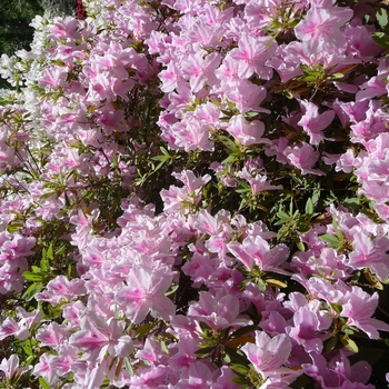 Rhododendron hybrid - 'George Tabor' 