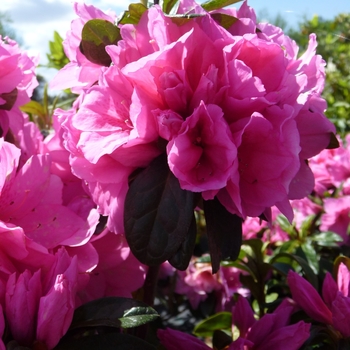Rhododendron hybrid - 'Pink Ruffle'