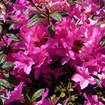 Rhododendron hybrid - Encore® Autumn Amethyst®