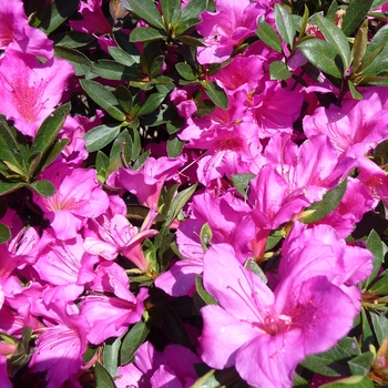 Rhododendron hybrid - 'Formosa' 