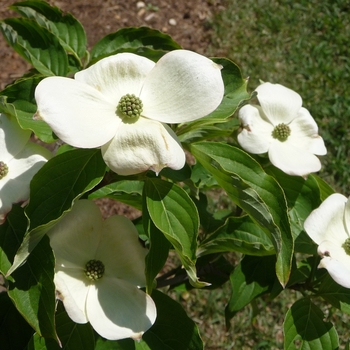 Cornus kousa - Kousa Dogwood