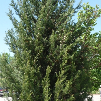 Cupressus sempervirens - Italian Cypress