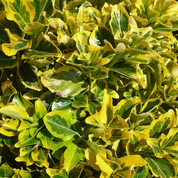 Euonymus japonicus 'Aureo-marginatus' - Golden Euonymus