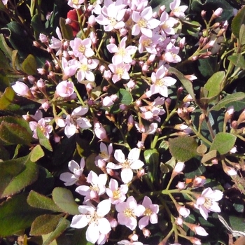 Rhaphiolepis indica 'Eleanor Tabor' - Indian Hawthorn