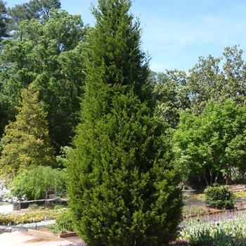 Thuja occidentalis - 'Degroots Spire'