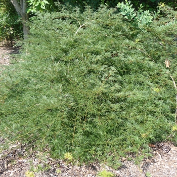 Acer palmatum 'Emerald Lace' - Japanese Maple