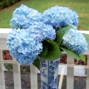 Hydrangea macrophylla 'Big Daddy' - Big Daddy Hydrangea