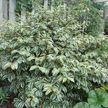 Cleyera japonica 'Variegata' - Variegated Japanese Cleyera