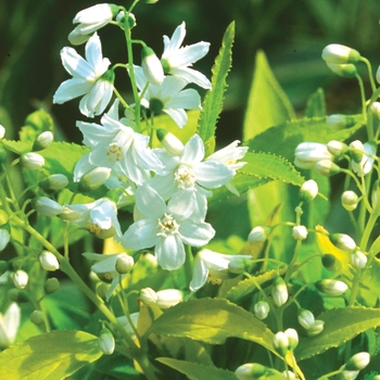 Deutzia gracilis - Chardonnay Pearls®