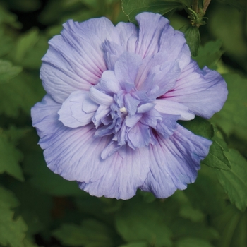 Hibiscus syriacus - ''Blue Chiffon®'' Rose of Sharon