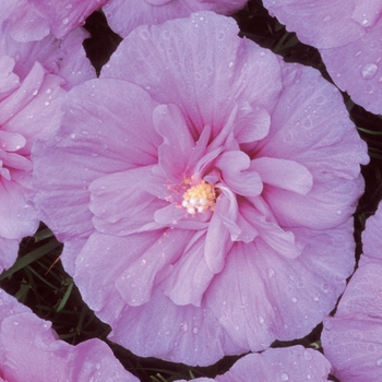 Hibiscus syriacus - Lavender Chiffon®