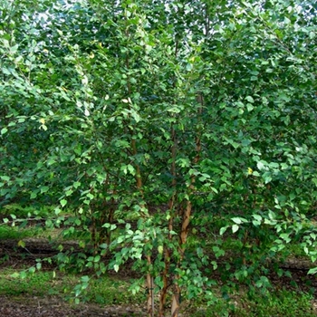 Betula nigra - Dura Heat ®