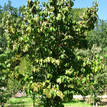 Cornus florida 'Cherokee Brave' - Cherokee Brave Flowering Dogwood