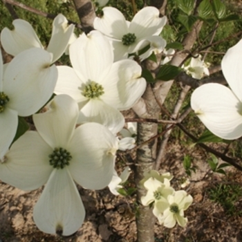 Cornus florida 'Cherokee Princess' - Cherokee Princess Dogwood