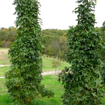 Liquidambar styraciflua 'Slendor Silhouette - Columnar Sweetgum