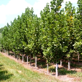 Liriodendron tulipifera 'Fastigiatum' ('Arnold') - Tulip Tree