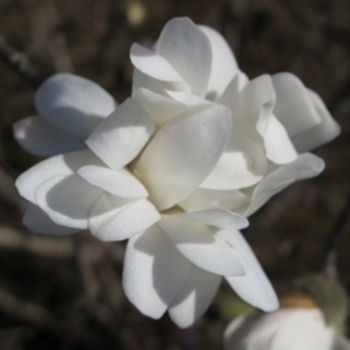 Magnolia stellata - Star Magnolia