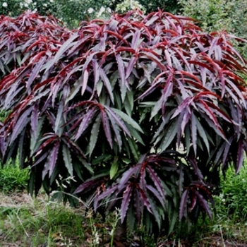 Prunus persica 'Bonfire' - Peach