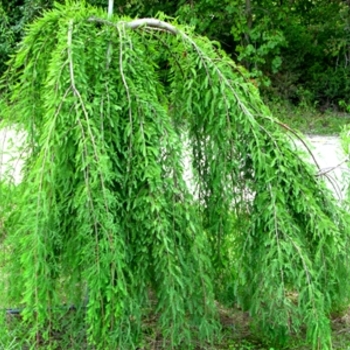 Taxodium distichum 'Rise-n-Fall' - Rise -n-Fall Weeping Bald Cypress