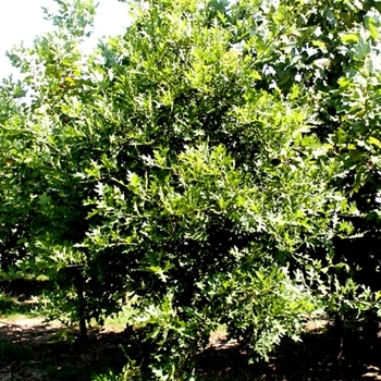 Willow Oak -Quercus phellos