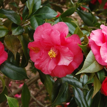 Lady Clare Camellia -Camellia japonica 'Lady Clare'