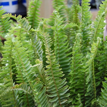 Nephrolepis obliterata - Kimberly Queen Fern Hanging Basket