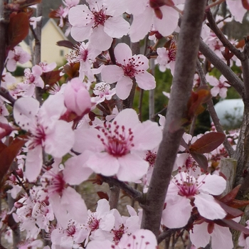 Prunus cerasifera 'Krauter Vesuvius' - Purple Leaf Plum