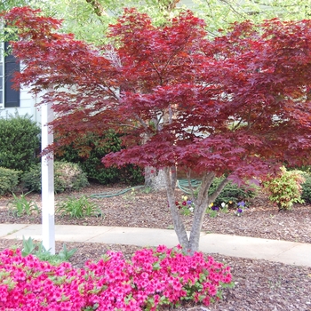 Acer palmatum 'Bloodgood' - Japanese Red Maple 'Bloodgood'