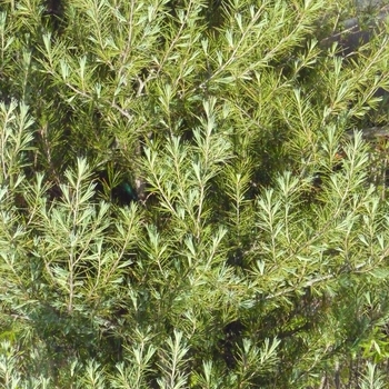 Cedrus deodara - Deodar Cedar