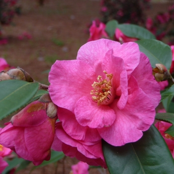 Camellia sasanqua - 'Kanjiro'