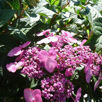 Hydrangea macrophylla 'Twist and Shout™' - Endless Summer® Twist and Shout™