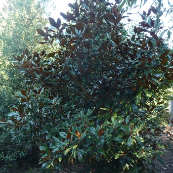 Magnolia grandiflora - 'Kay Parris' 