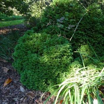 Thuja occidentalis 'Hetz Midget' (Arborvitae) - Hetz Midget Arborvitae