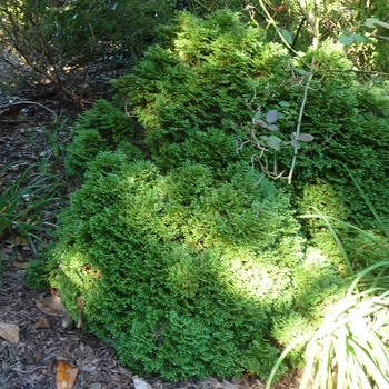 Thuja occidentalis 'Hetz Midget' (Arborvitae) - Hetz Midget Arborvitae