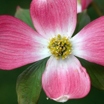 Cornus florida - Pink Dogwood