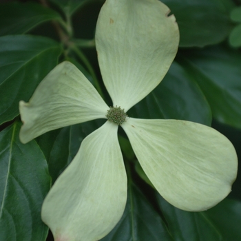 Cornus x 'Rutcan' - Constellation® Dogwood