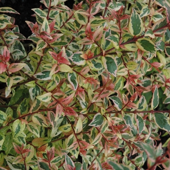 Abelia x grandiflora - 'Mardi Gras' Abelia