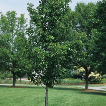 Pyrus calleryana 'Cleveland Select' - Cleveland Pear