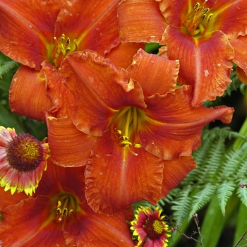 Hemerocallis 'Alabama Jubilee' - Daylily